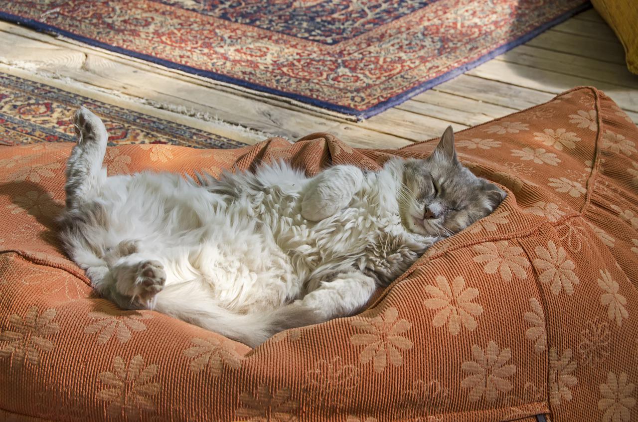 Voici ce que veut vous dire votre chat quand il miaule et ronronne